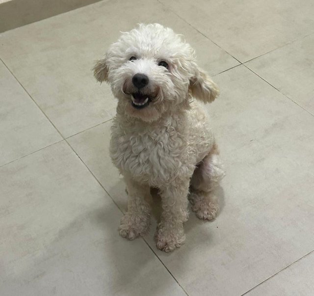 Chubby - Poodle Dog