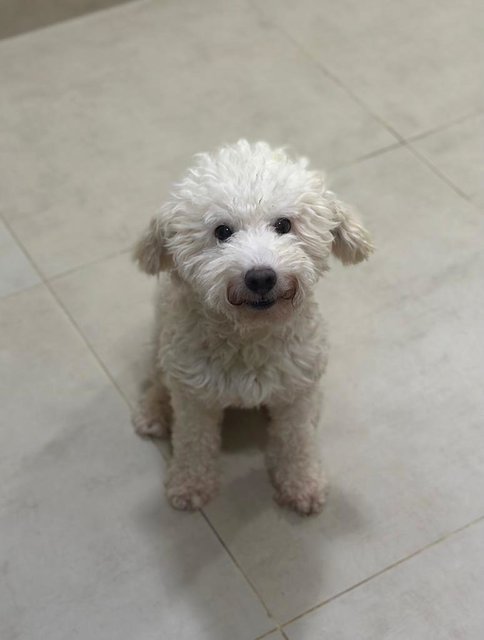 Chubby - Poodle Dog