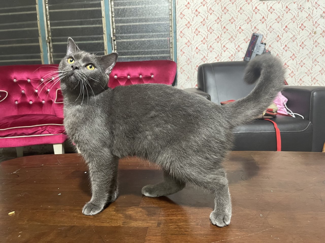 Lipat - British Shorthair Cat