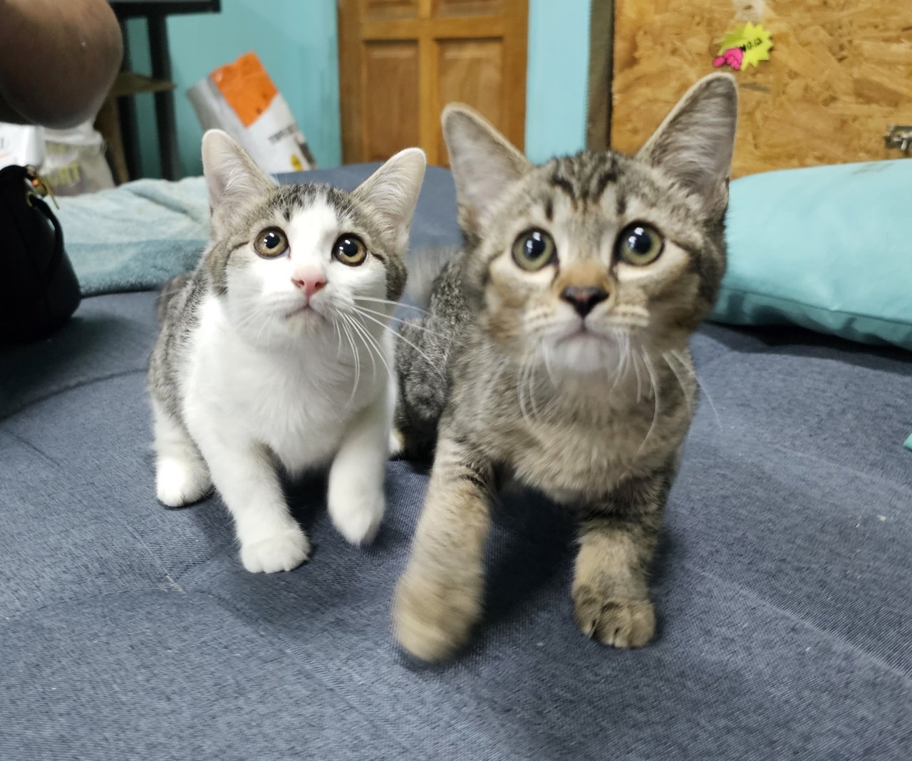 Leia &amp; Luke - Domestic Short Hair + Tabby Cat