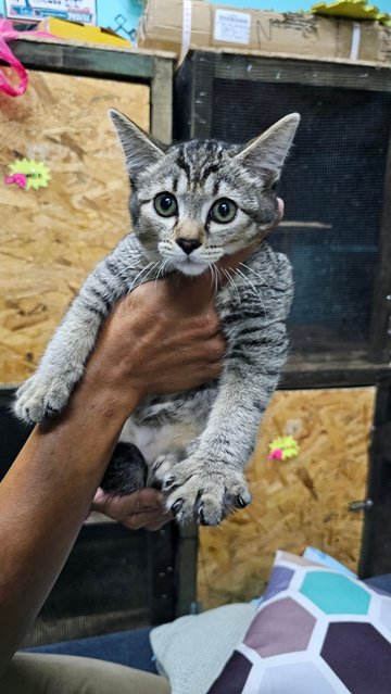 Leia &amp; Luke - Domestic Short Hair + Tabby Cat