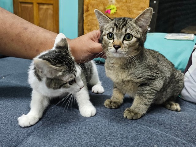 Leia &amp; Luke - Domestic Short Hair + Tabby Cat