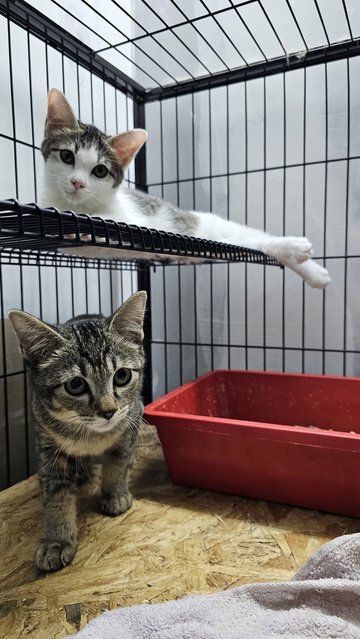 Leia &amp; Luke - Domestic Short Hair + Tabby Cat