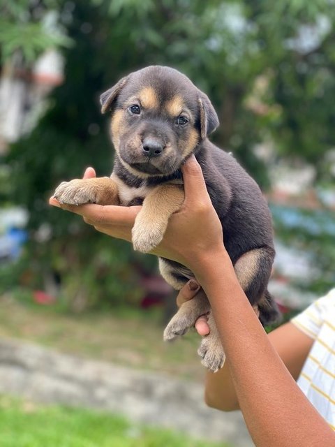 Stacy - Mixed Breed Dog