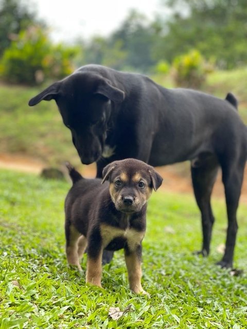 Stacy - Mixed Breed Dog