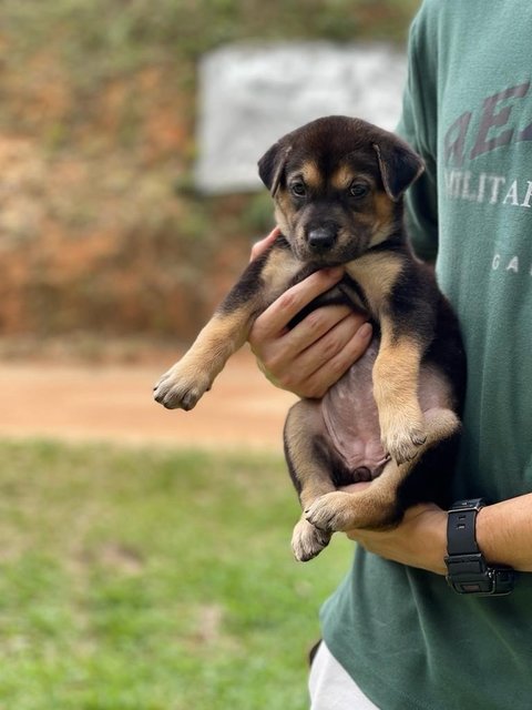 Stacy - Mixed Breed Dog