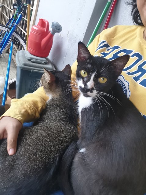 Yoyen And Friend - Domestic Short Hair Cat