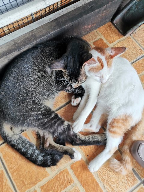 Yoyen And Friend - Domestic Short Hair Cat