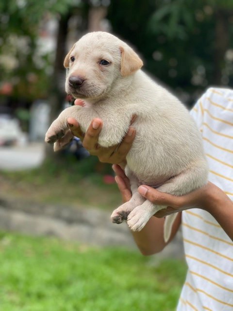 Scott - Mixed Breed Dog