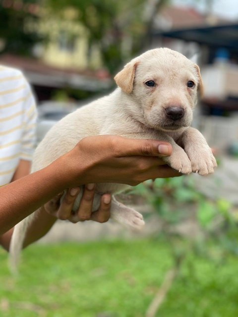 Scott - Mixed Breed Dog