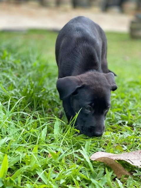 Arya - Mixed Breed Dog