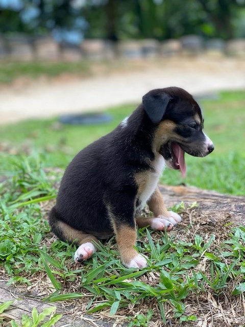 Shylaa - Mixed Breed Dog