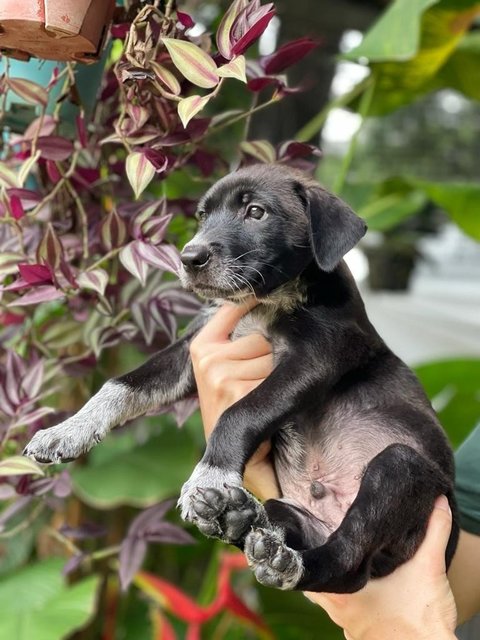 Shadow - Mixed Breed Dog