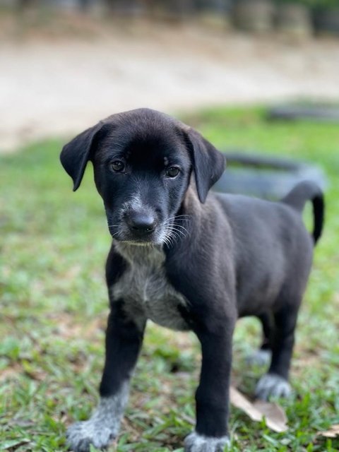 Shadow - Mixed Breed Dog