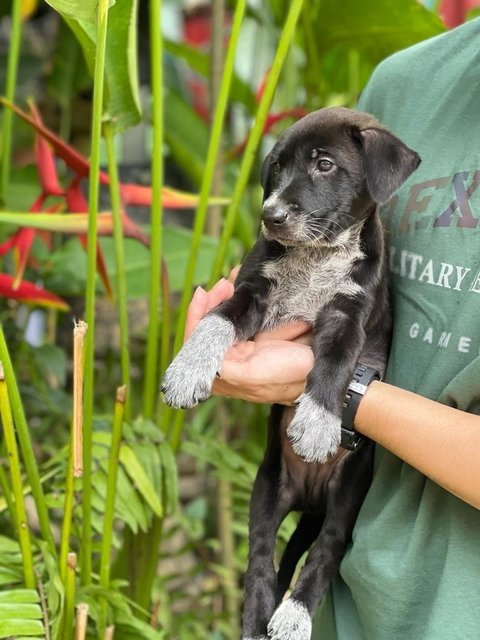 Shadow - Mixed Breed Dog