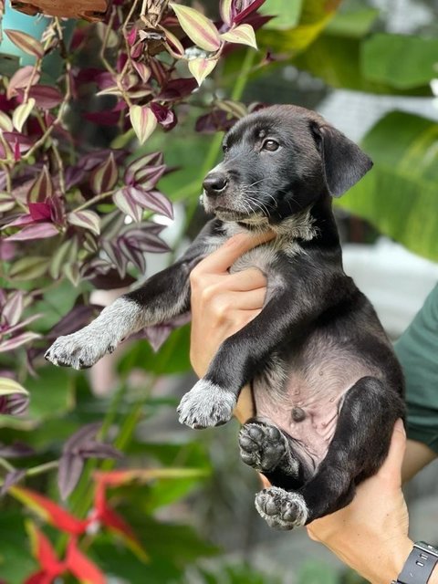 Shadow - Mixed Breed Dog