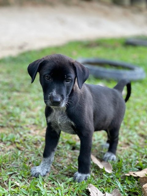 Shadow - Mixed Breed Dog