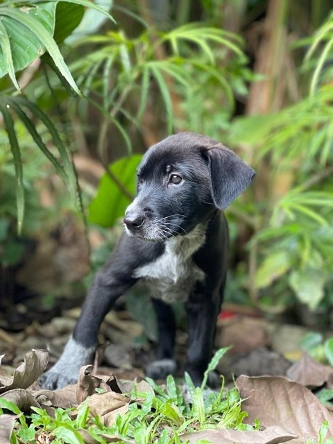 Shadow - Mixed Breed Dog