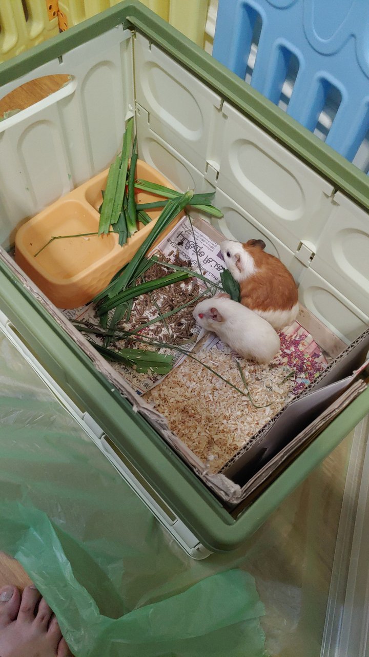 Elly And Arlo - Guinea Pig Small & Furry