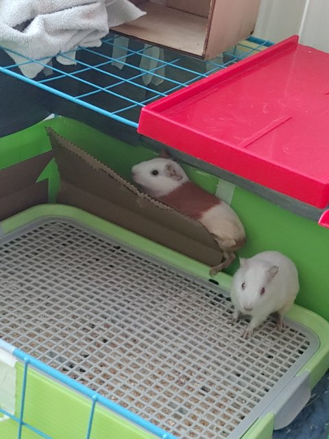 Elly And Arlo - Guinea Pig Small & Furry