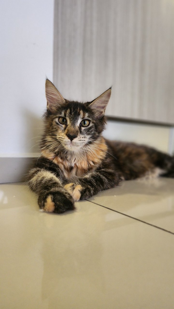 Baby &amp; Blackie - Maine Coon Cat