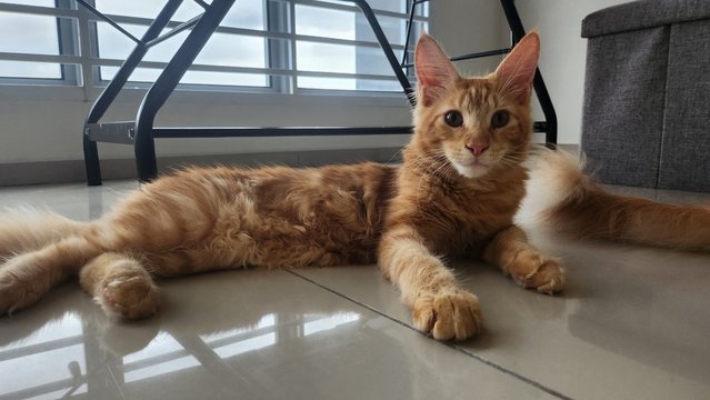 Baby &amp; Blackie - Maine Coon Cat