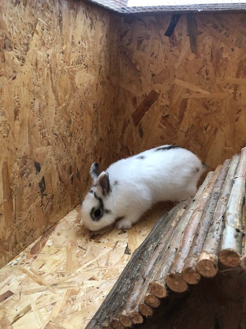 Bani - Netherland Dwarf Rabbit