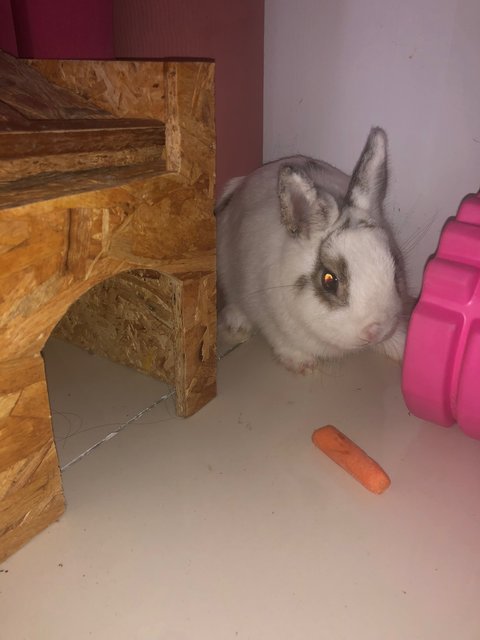 Bani - Netherland Dwarf Rabbit