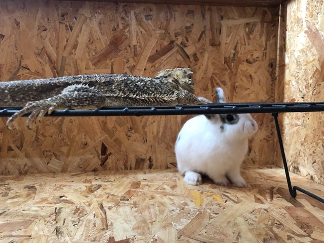 Bani - Netherland Dwarf Rabbit