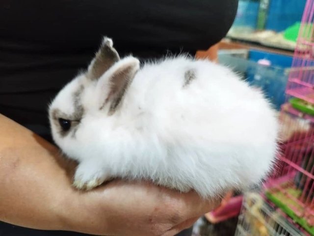 Bani - Netherland Dwarf Rabbit