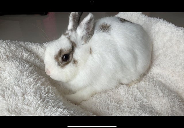 Bani - Netherland Dwarf Rabbit