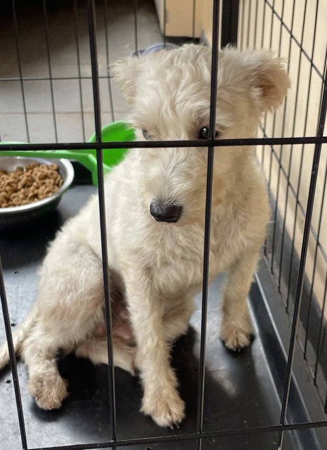 Mami - Schnauzer + Silky Terrier Dog