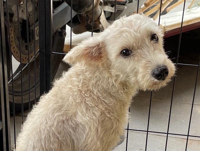 Mami - Schnauzer + Silky Terrier Dog