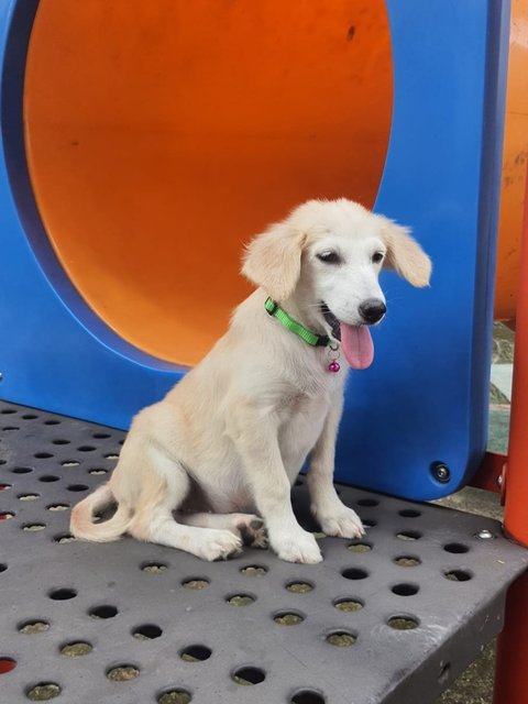 Cherie  - Golden Retriever + Siberian Husky Dog