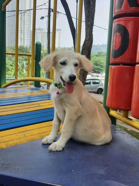 Cherie  - Golden Retriever + Siberian Husky Dog