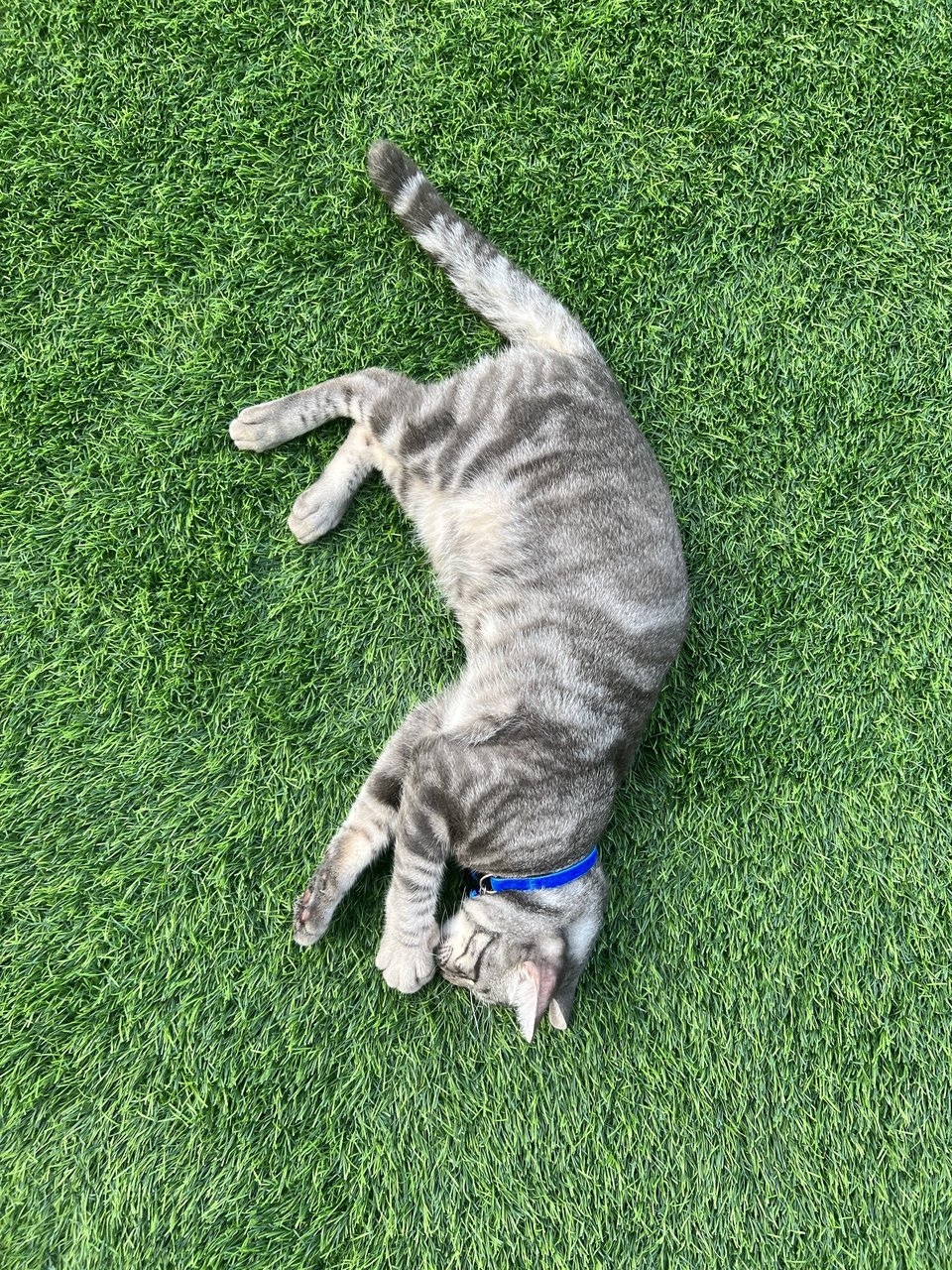 Smokey - Tabby + Domestic Short Hair Cat