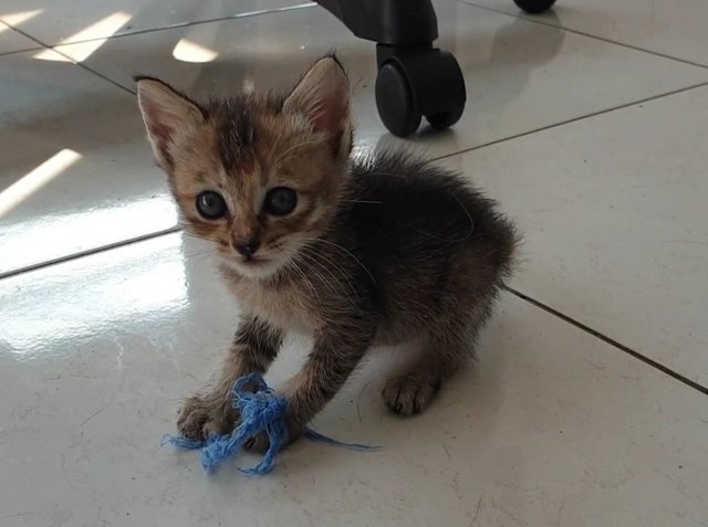 Kittens Of Three - Domestic Short Hair Cat