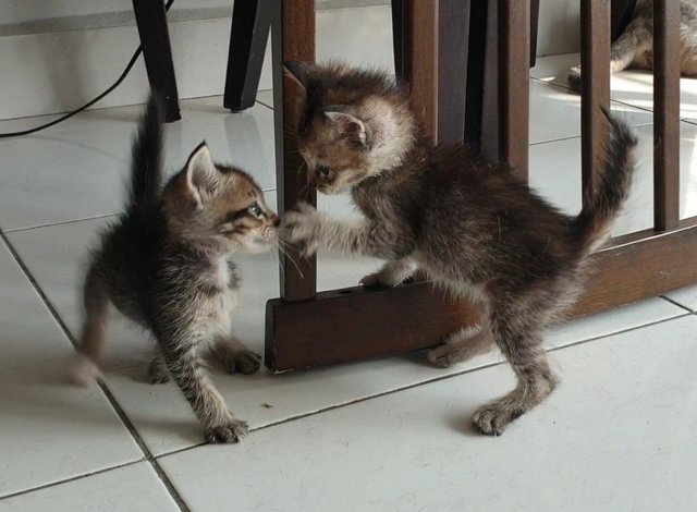 Kittens Of Three - Domestic Short Hair Cat