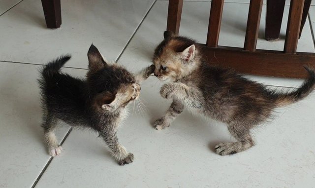 Kittens Of Three - Domestic Short Hair Cat