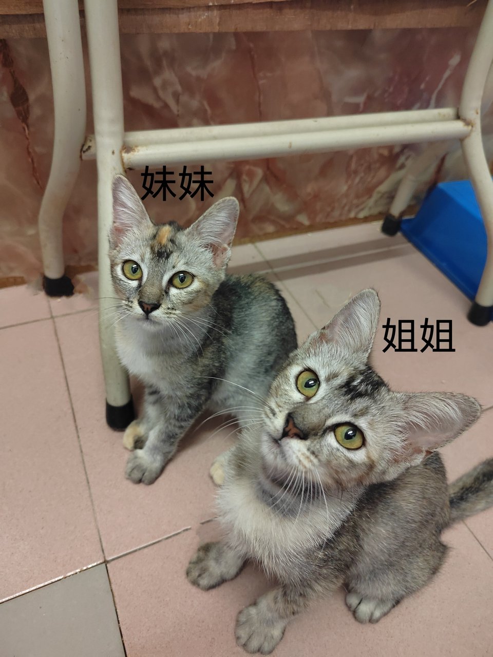 Tabby Sisters  - Domestic Short Hair Cat