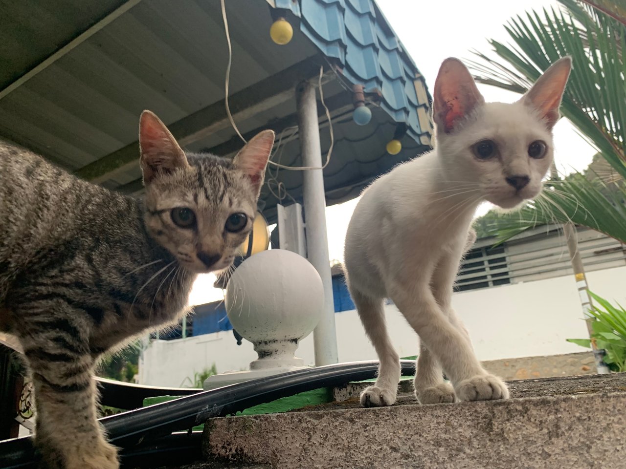 Jelita &amp; Uteh - Domestic Short Hair Cat