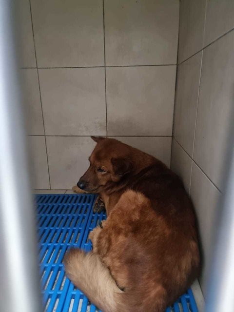 Choco And Cheche's Story - Mixed Breed Dog