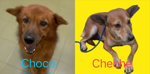 Choco And Cheche's Story - Mixed Breed Dog