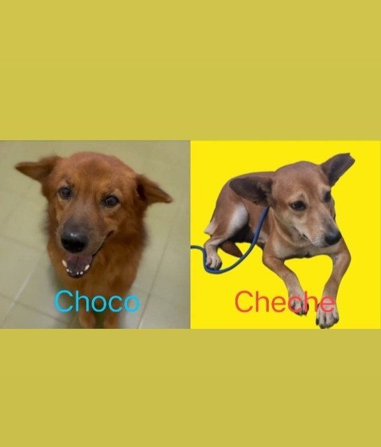 Choco And Cheche's Story - Mixed Breed Dog