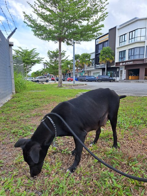 Stella - Mixed Breed Dog