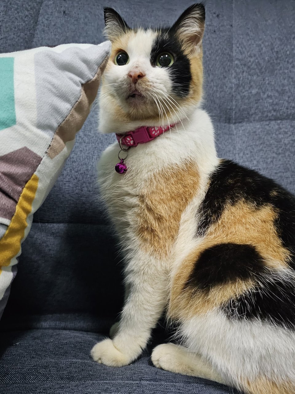 Orchid - Calico + Domestic Short Hair Cat