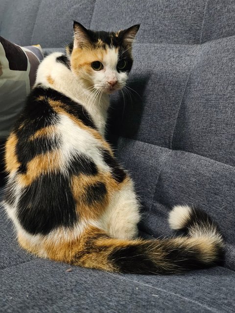 Orchid - Calico + Domestic Short Hair Cat