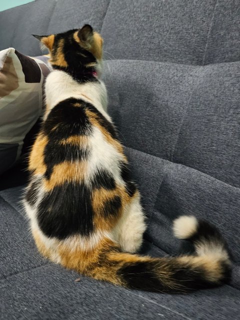 Orchid - Calico + Domestic Short Hair Cat