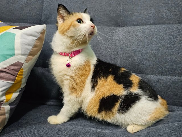 Orchid - Calico + Domestic Short Hair Cat