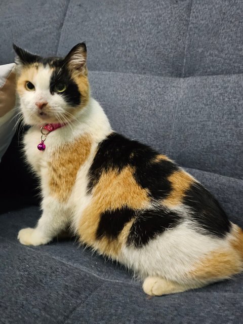 Orchid - Calico + Domestic Short Hair Cat